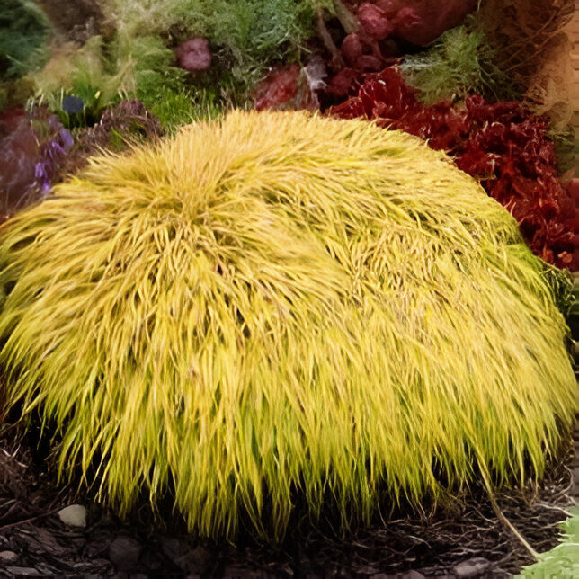 Hakonekloja 'All Gold'