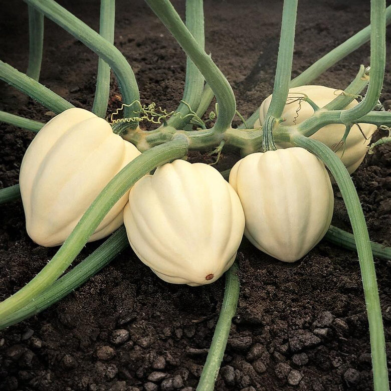 Zīļu ķirbis 'Mandelītes'