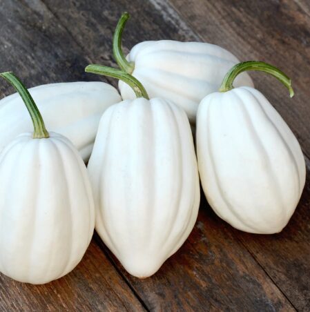 Zīļu ķirbis 'Saldais Kartupelis'