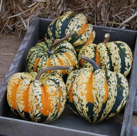 Zīļu ķirbis 'Carnival F1'