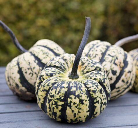 Ķirbis 'Saldais Pelmenis'