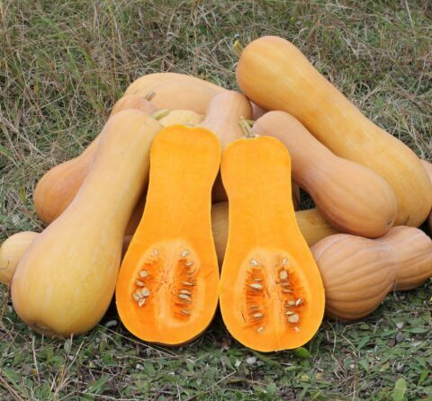 Sviesta ķirbis 'Waltham Butternut'