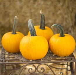 Ķirbis 'Sunlight F1'