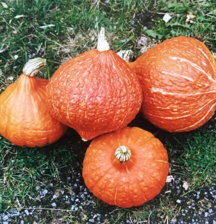 Ķirbis 'Golden Hubbard'