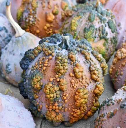 Muskatķirbis 'Musquee de Maroc'