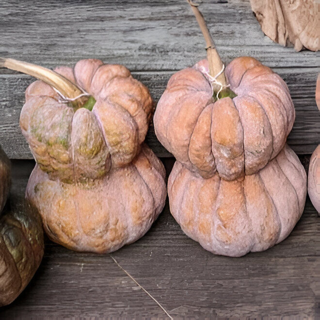 Japānas muskatķirbis 'Shishigitani'