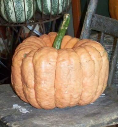 Austrālijas sviesta ķirbis