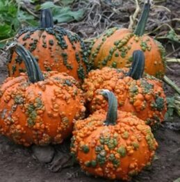 Ķirbis 'Baby Bumps F1'