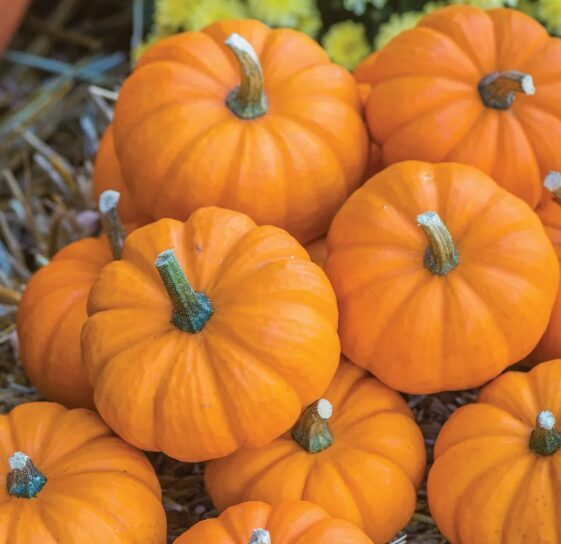 Ķirbis 'Mandarīns'