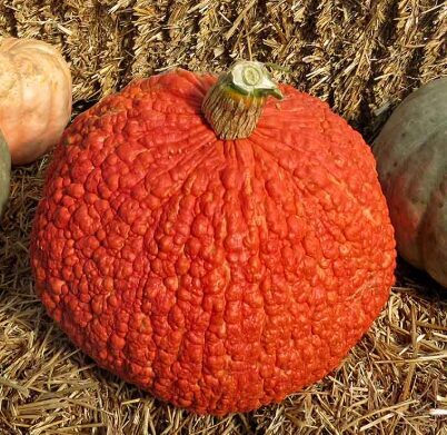 Ķirbis 'Rote Wartze'