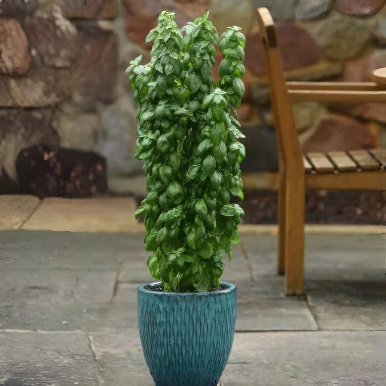 Baziliks 'Everleaf Emerald Tower'