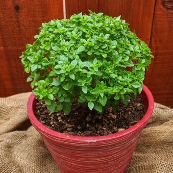 Zemais Marseļas baziliks