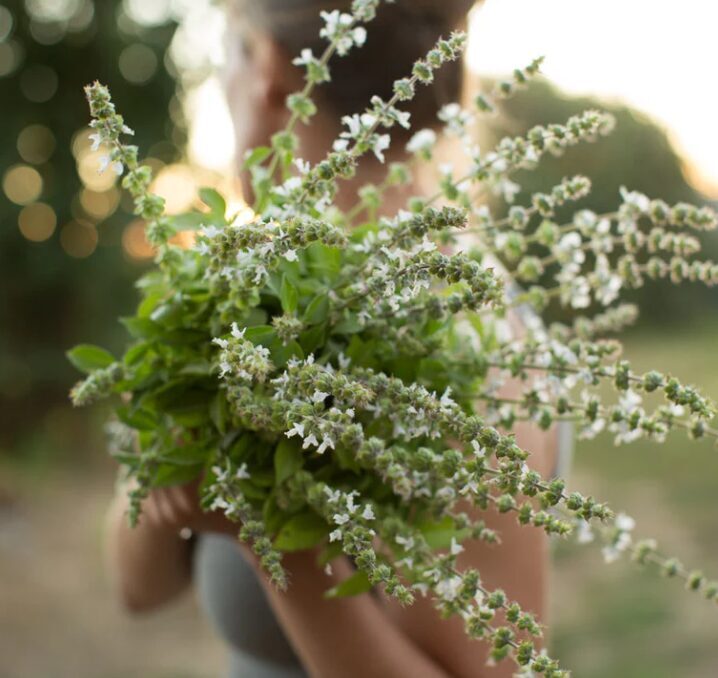 Citronbaziliks 'Mrs Burns'