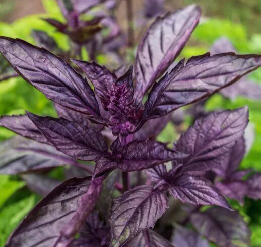 Baziliks 'Red Rubin'