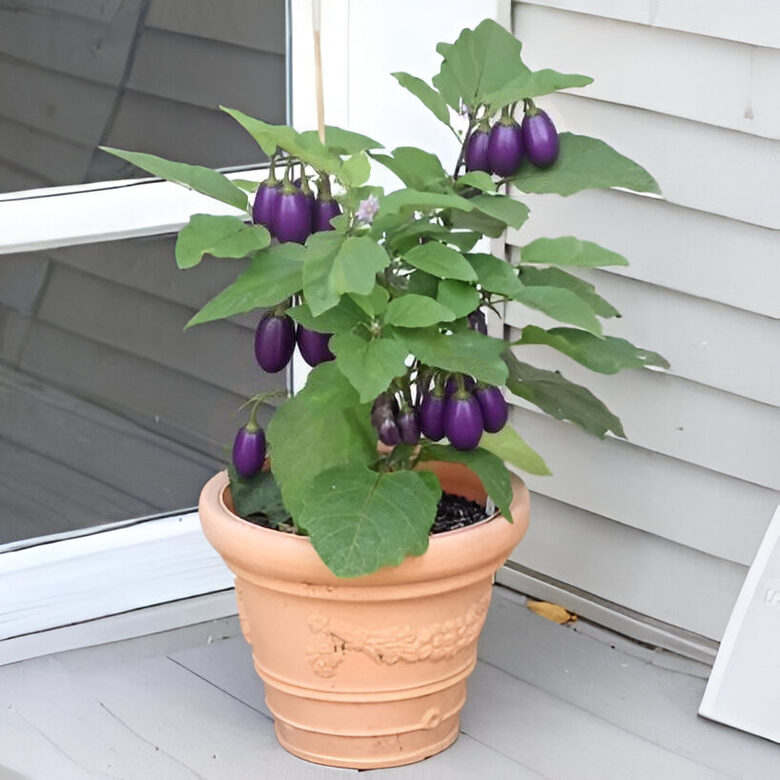 Podu baklažāns 'Patio Baby F1'