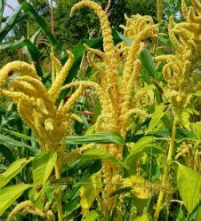 Amarants 'Aurelia Verde'