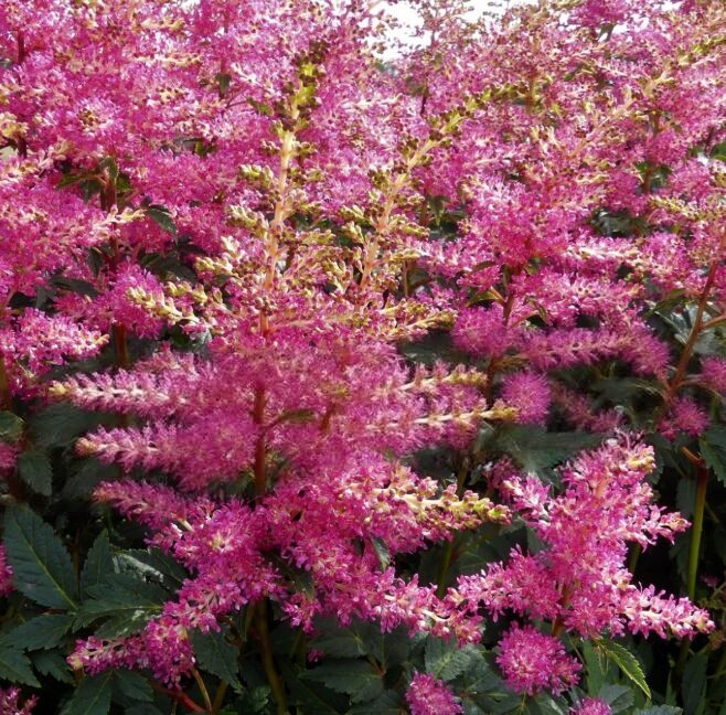 Astilbe 'Power Pop'  (pieejams no jūnija)