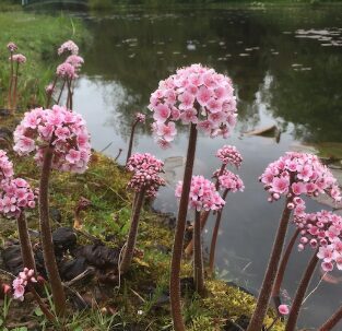 Vairogveida liellape (pieejams no jūnija)