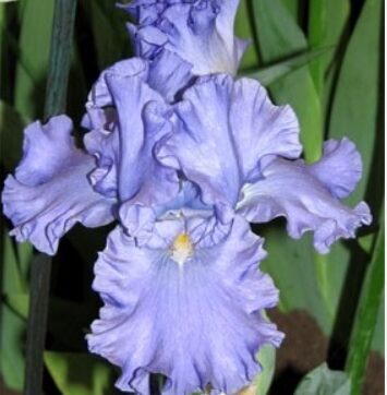 Īriss 'Babbeling Brook'  (pieejams no jūnija)