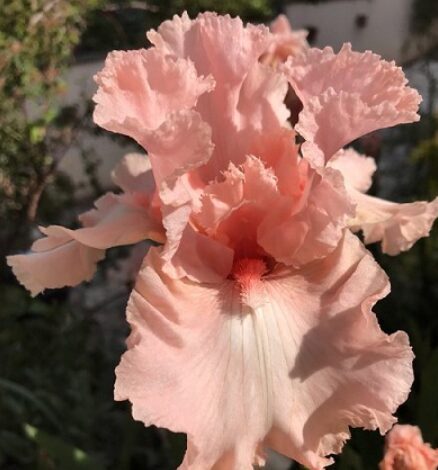 Īriss 'Beverly Sills'  (pieejams no jūnija)