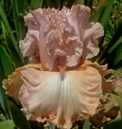 Īriss 'Frappe'  (pieejams no jūnija)