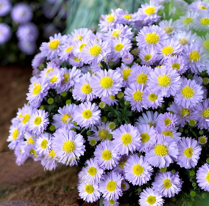 Spilvenveida ziemastere 'Compact Aqua'