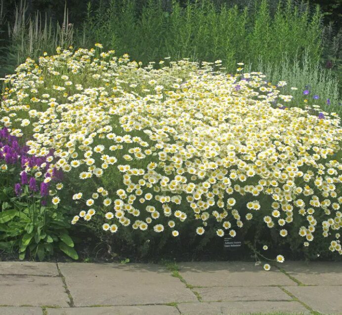 Ilzīte 'Sauce Hollandaise'  (pieejams no jūnija)