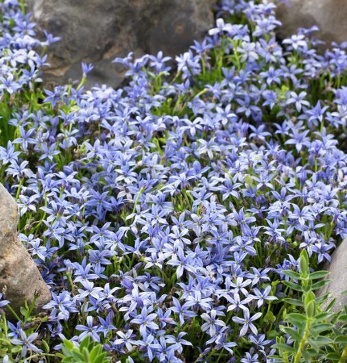 Izotoma 'Dark Blue' (pieejams no jūnija)