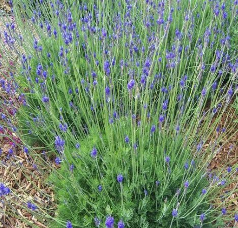 Paparžlapu lavanda “Origanum” (pieejams no jūnija)