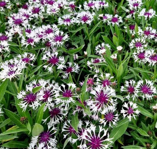 Centaurea montana 'Amethyst in Snow'