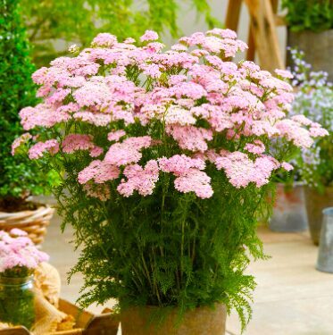 Achillea 'Appleblossom'