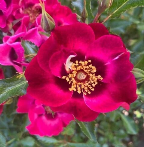 Roze 'Babylon Diva Eyes'