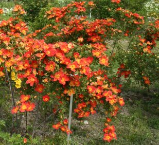 Persijas dzeltenā roze  'Foetida Bicolor'