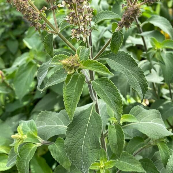 Svētais baziliks 'Tulsi Vana'