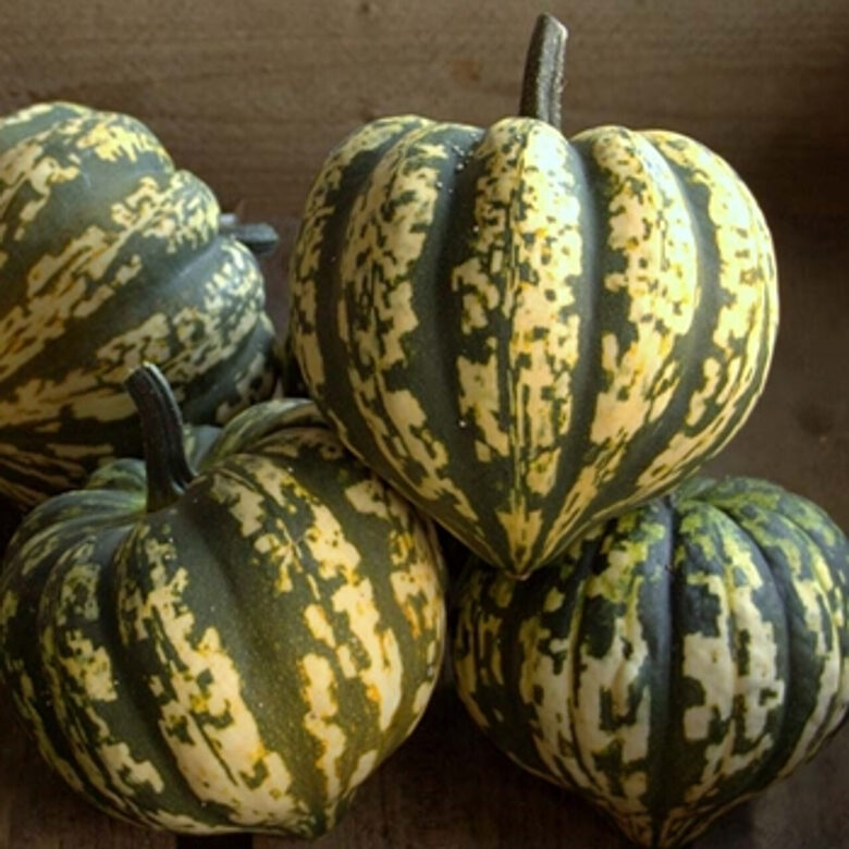 Zīļu ķirbis 'Harlequin F1'