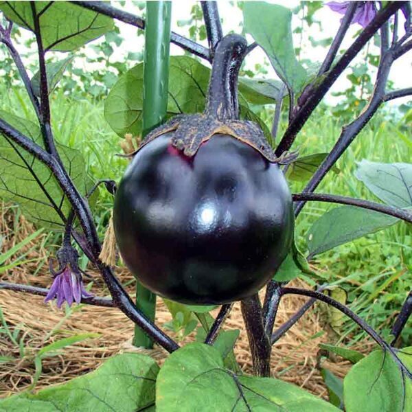 Apaļie baklažāni 'Rondo'