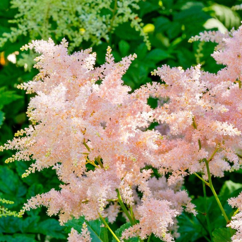 Astilbe 'Peach Blossom'  (pieejams no jūnija)