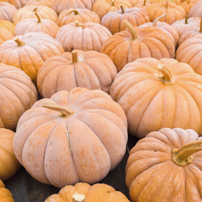 Muskatķirbis 'Banat'