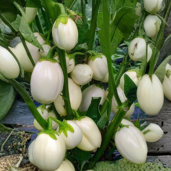 Baklažāns 'Bianca'