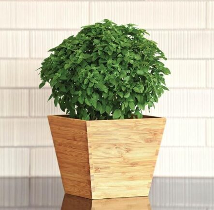 Zemais baziliks 'Bonsai'