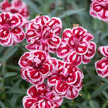 Neļķe 'Strawberry Eyes' (pieejams no jūnija)