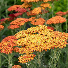 Pelašķis 'Sassy Summer Sunset' (pieejams no jūnija)