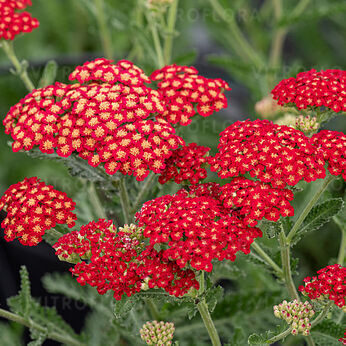 Pelašķis 'Sassy Summer Sangria'  (pieejams no jūnija)