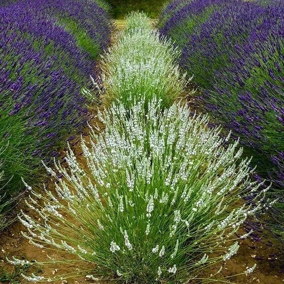 Hibrīdā lavanda ''Edelweiss'' (pieejams no jūnija)
