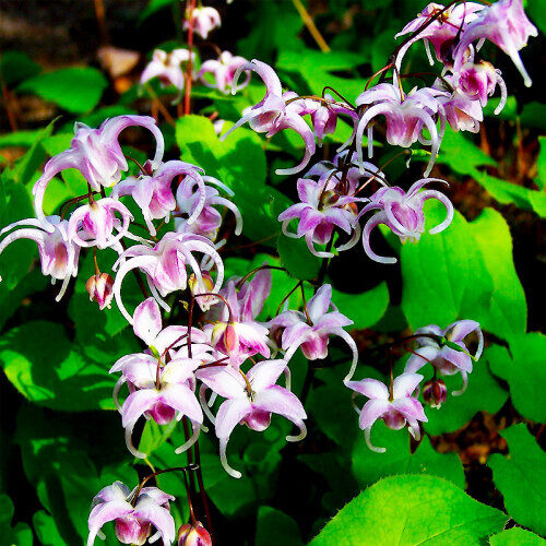 Epimēdija 'Aziatic hybrid'