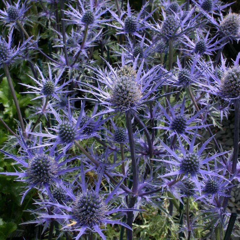 Eryngium 'Lapis Blue'