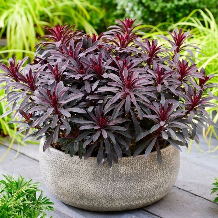 Eiforbija 'Miners Merlot'