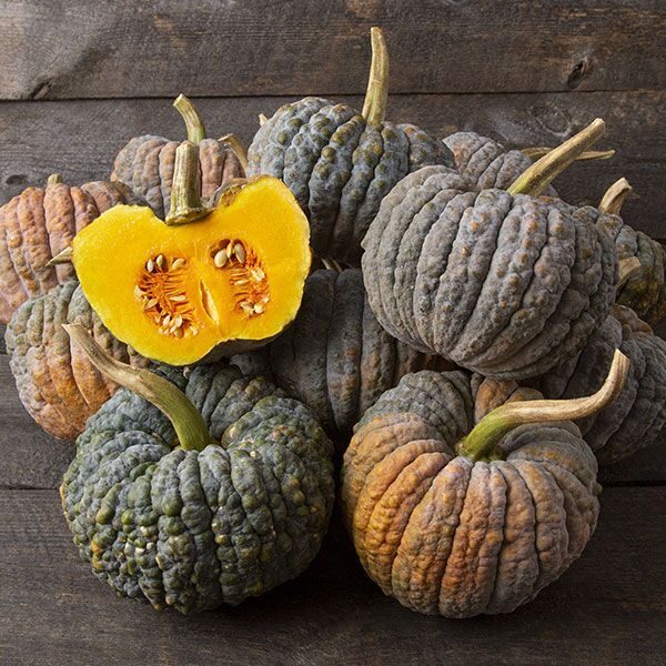 Muskatķirbis 'Futsu Black'