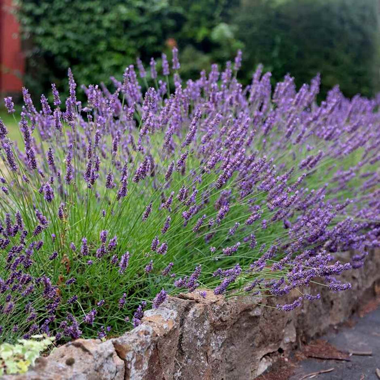 Lavandula intermedia 'Phenomenal'