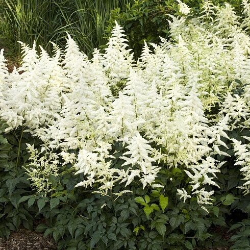 Astilbe 'Happy Day'  (pieejams no jūnija)